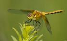 Orange Insect On Green Foliage