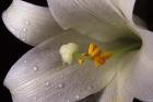 White Lily Closeup