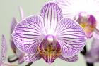 Orchid 2