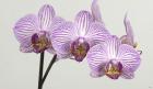 Orchid 4