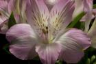 Pink Alstroemerias 1