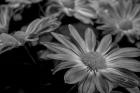 Pink Daisies B&W 1