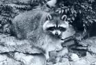 Raccoon 2