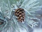 Frosted Pine Cone And Pine Needles I
