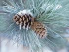 Frosted Pine Cone And Pine Needles II