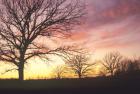 Sunset And Tree Silhouettes I