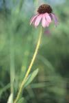Wild Pink Flower in Grass
