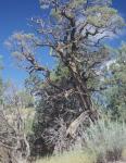 Theodore Roosevelt National Park 43