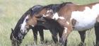 Wild Horses 6