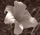 Sepia Flower 1
