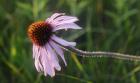 Shades Of Nature Lavender And Red Bloom I