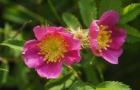 Shades Of Nature Pink And Yellow Bloom