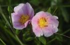 Shades Of Nature Pink And White Bloom