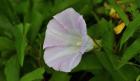 Shades Of Nature Lavendar And White Flower III