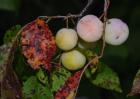 Shades Of Nature Fruits