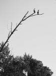 Bird Silhouettes On Branch