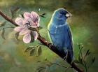 Blue Finch