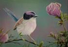 Purple Crowned Fairy Wren