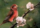 Red Finch