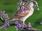 Sparrow