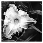Black And White Day Lily