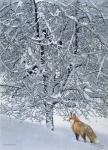 Fox In Snow