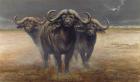 Cape Buffalos