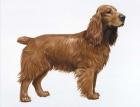 Cocker Spaniel