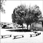 Benches And Shade Tree