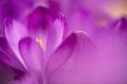 Purple Flower Study