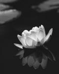 Water Lily BW