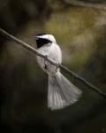 A Song In Your Heart Chickadee