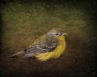 Baby Warbler