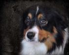 Bernese Mountain Dog