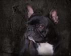 Black French Bulldog Portrait