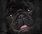Black Pug Portrait