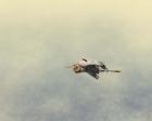 Blue Heron In Flight 2