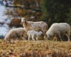 Giving Nourishment Sheep