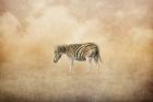 Indian Summer Zebra