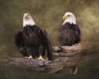 Mates Bald Eagle Pair