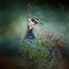 Peacock 12