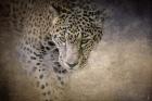 Stalking Her Prey Leopard
