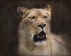 The Lioness Portrait