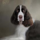 Waiting Patiently English Springer Spaniel