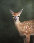 White Tailed Fawn Portrait