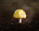 Little Yellow Mushroom