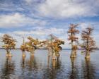 Through The Cypress Garden