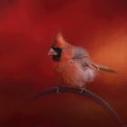 Radiant Redbird