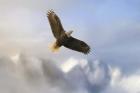 Rise Above Bald Eagle