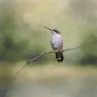 Tiny Visitor Hummingbird